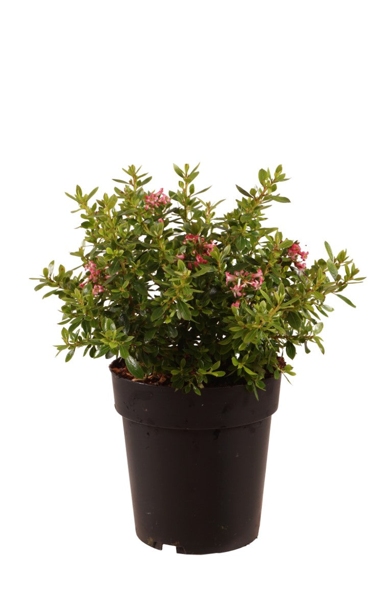 Escallonia &