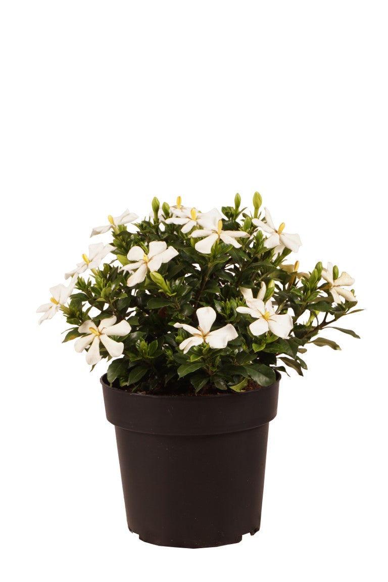 Gardenia jasm. &