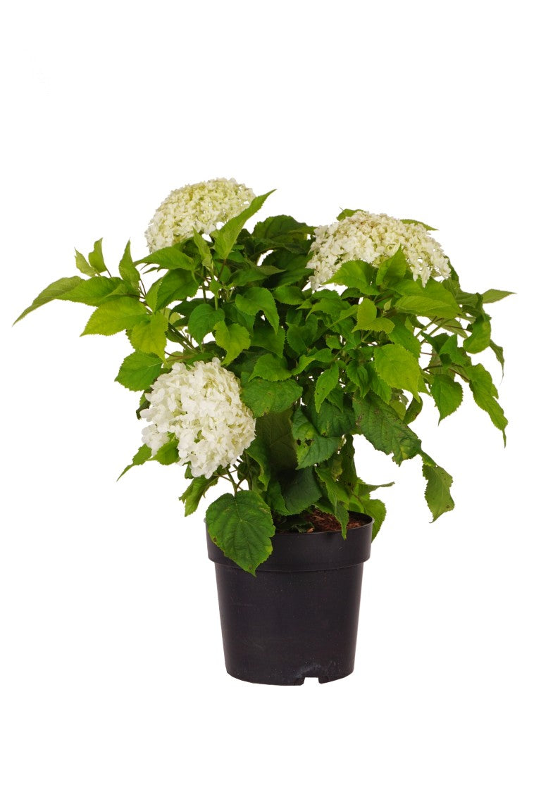 Hortensia arb. &