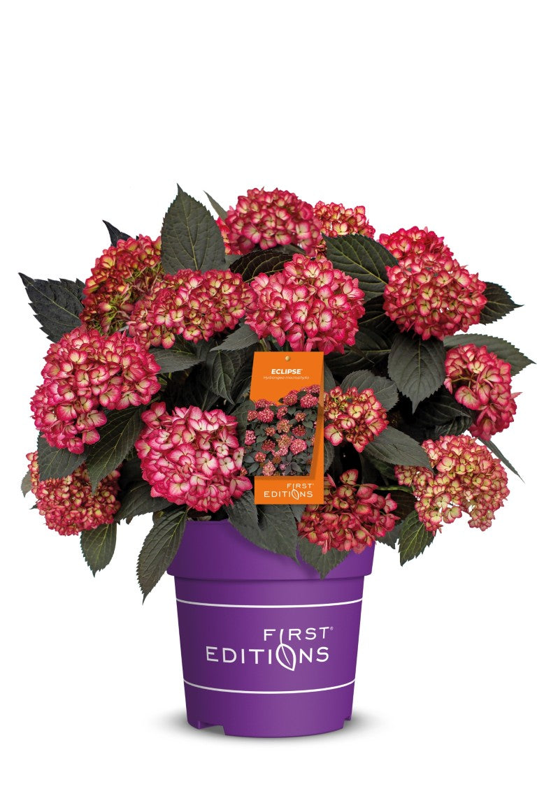 Hydrangea m. &