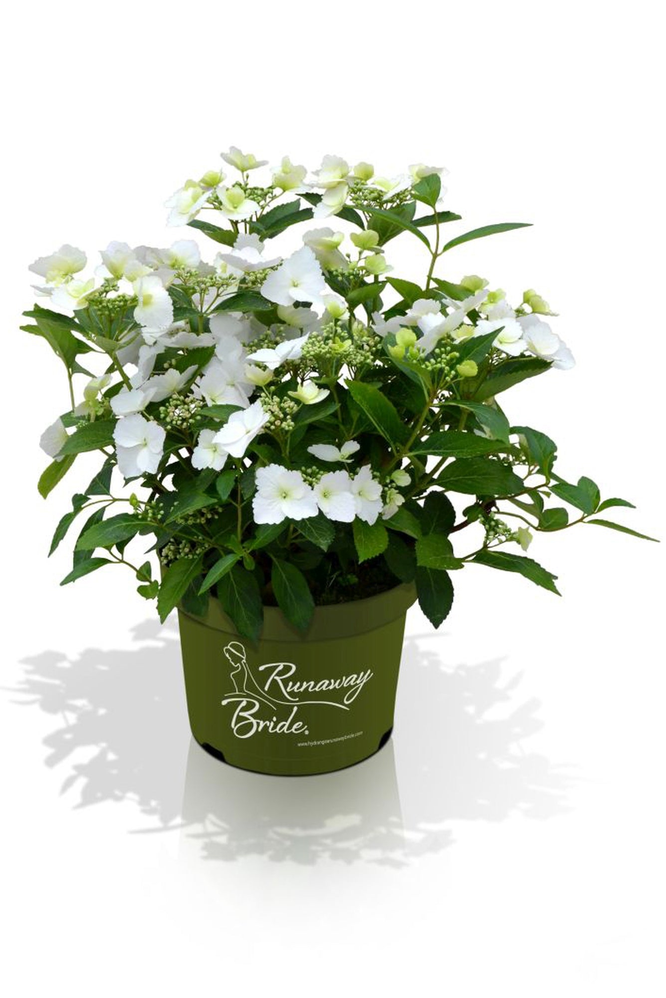 Hortensia m. &