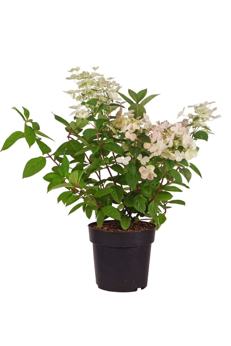 Hortensia pan. &