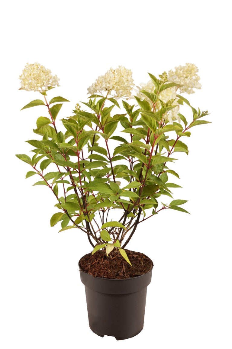 Hortensia pan. &