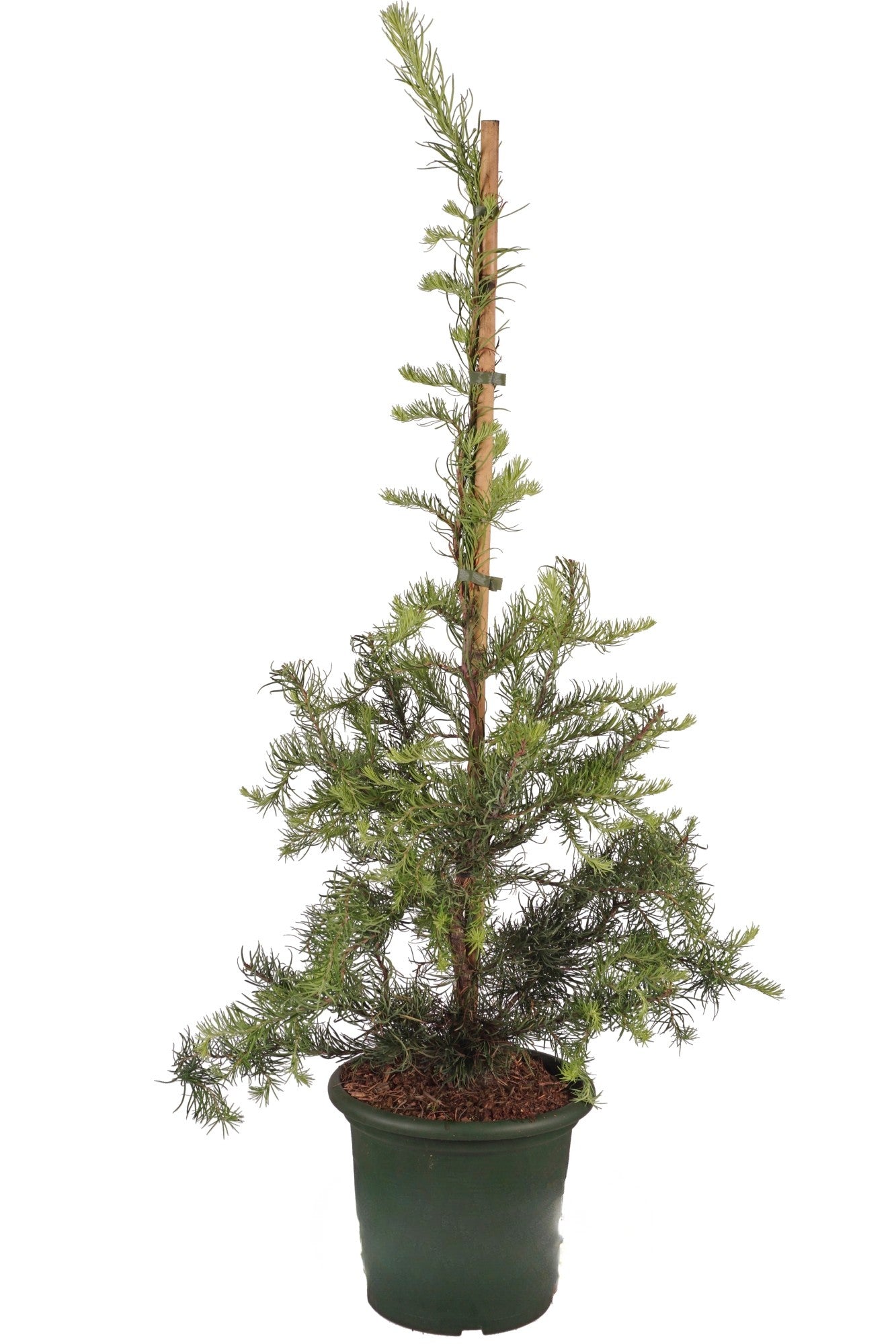 Larix kaempf. &