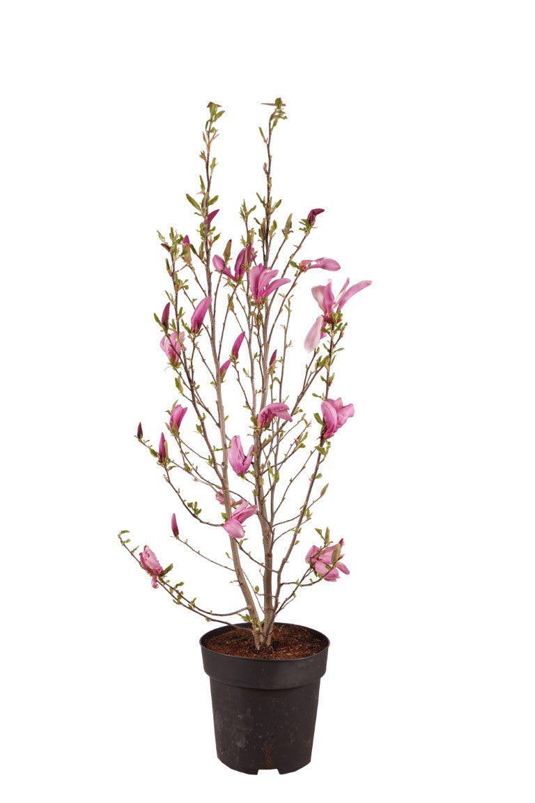 Magnolia &