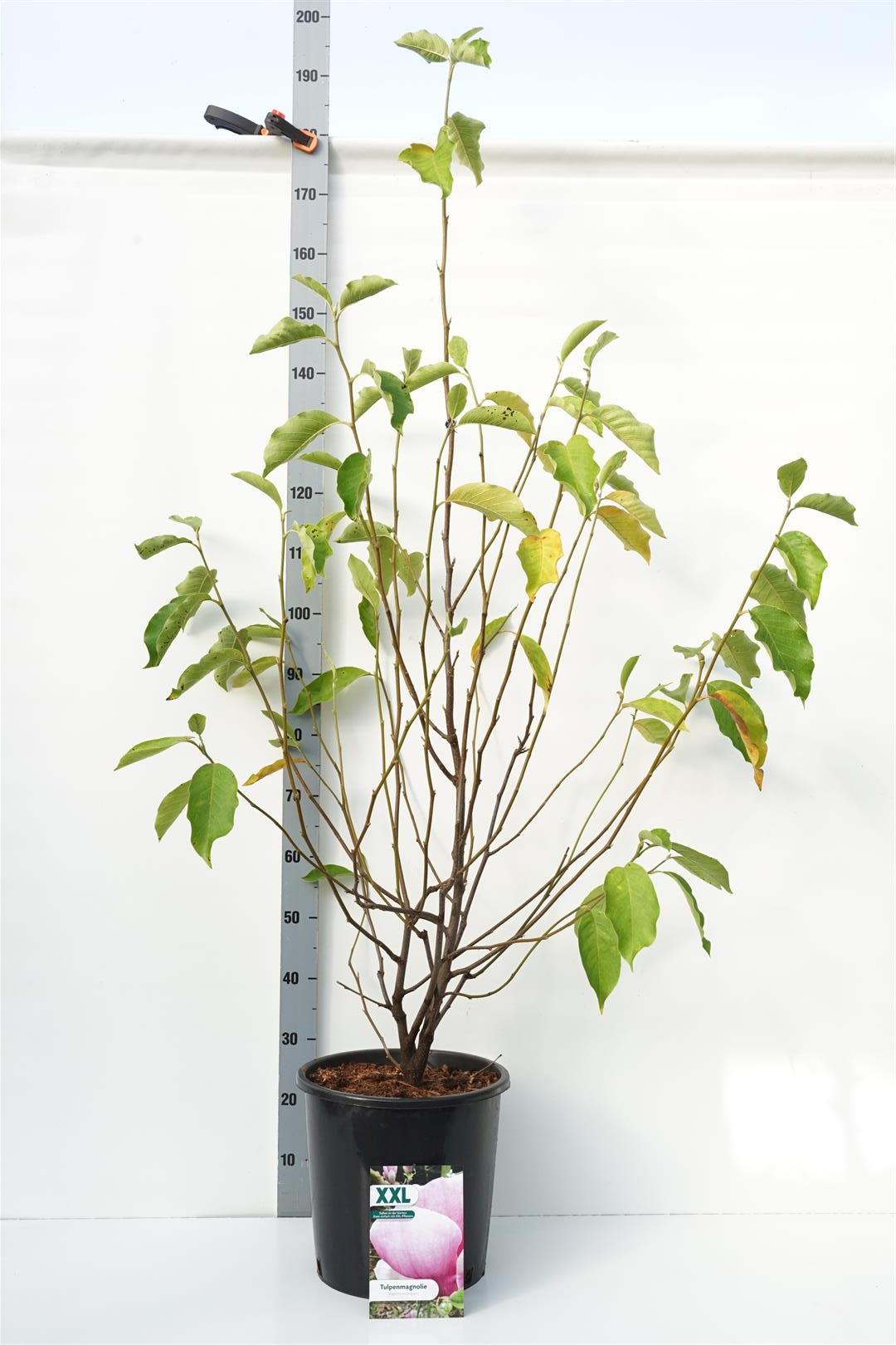 Magnolia soulangeana - C18 100-125 CM