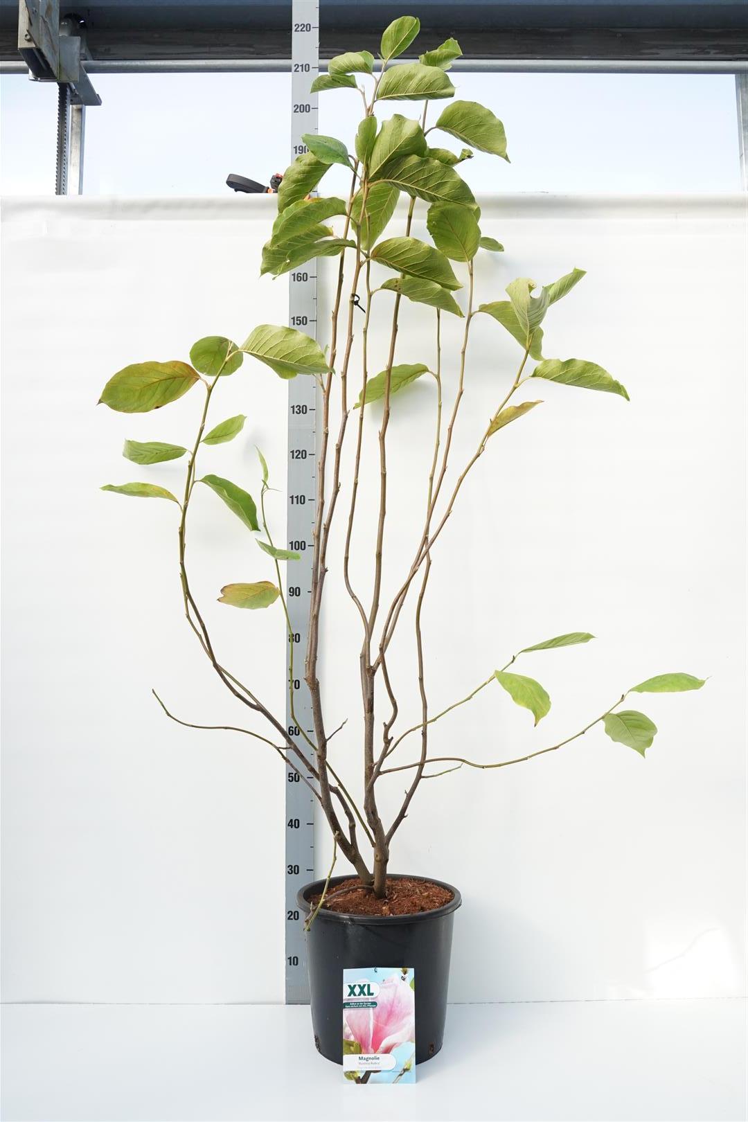 Magnolia stel. &
