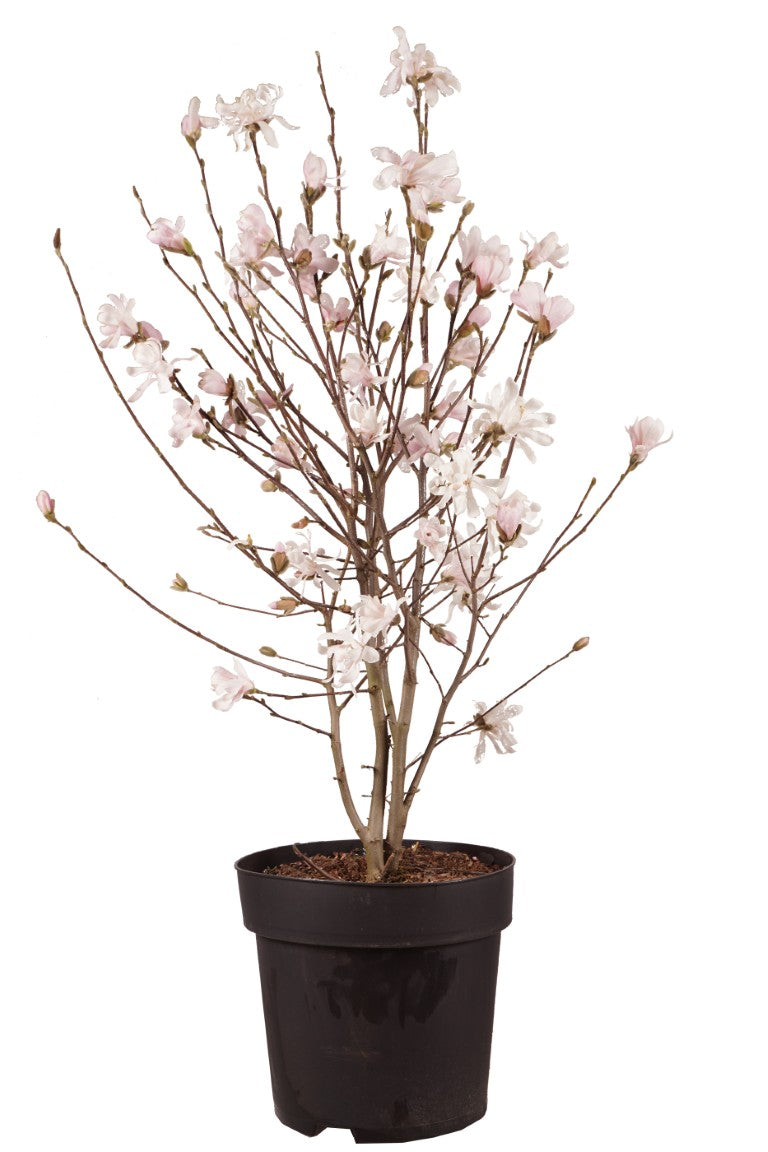 Magnolia stellata - C18 80-100 CM