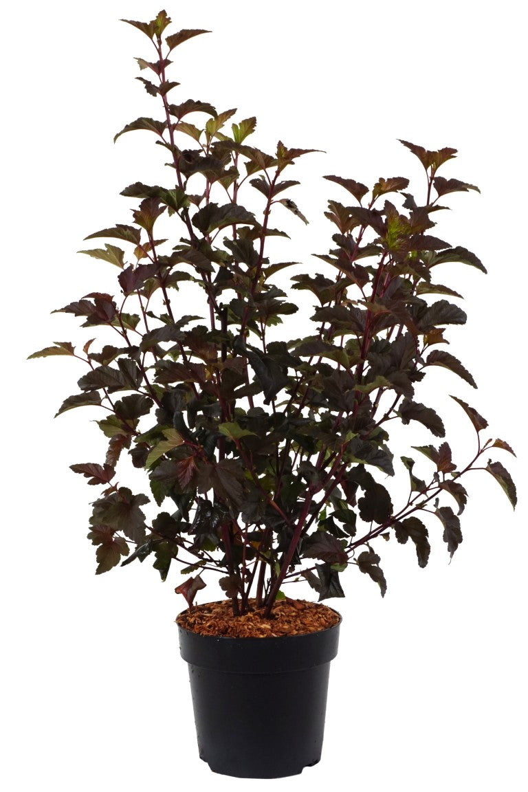 Smällspirea op. &