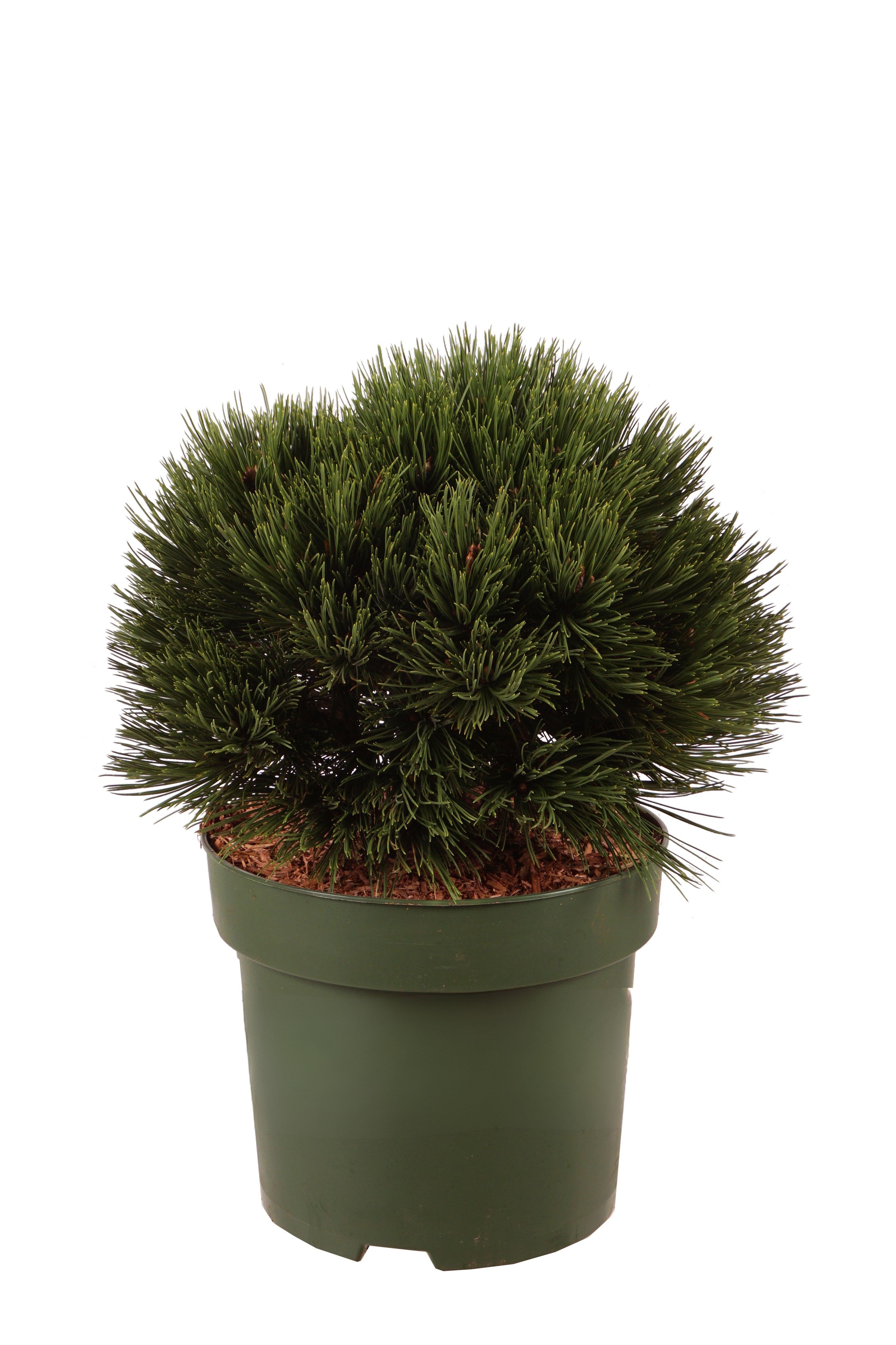 Pinus heldreichii &