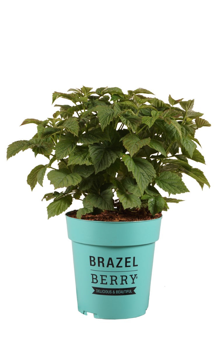 Björnbär BrazelBerry® &
