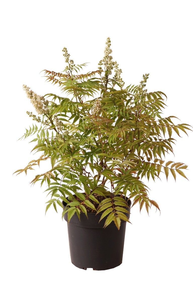 Rönnspirea sorb. &