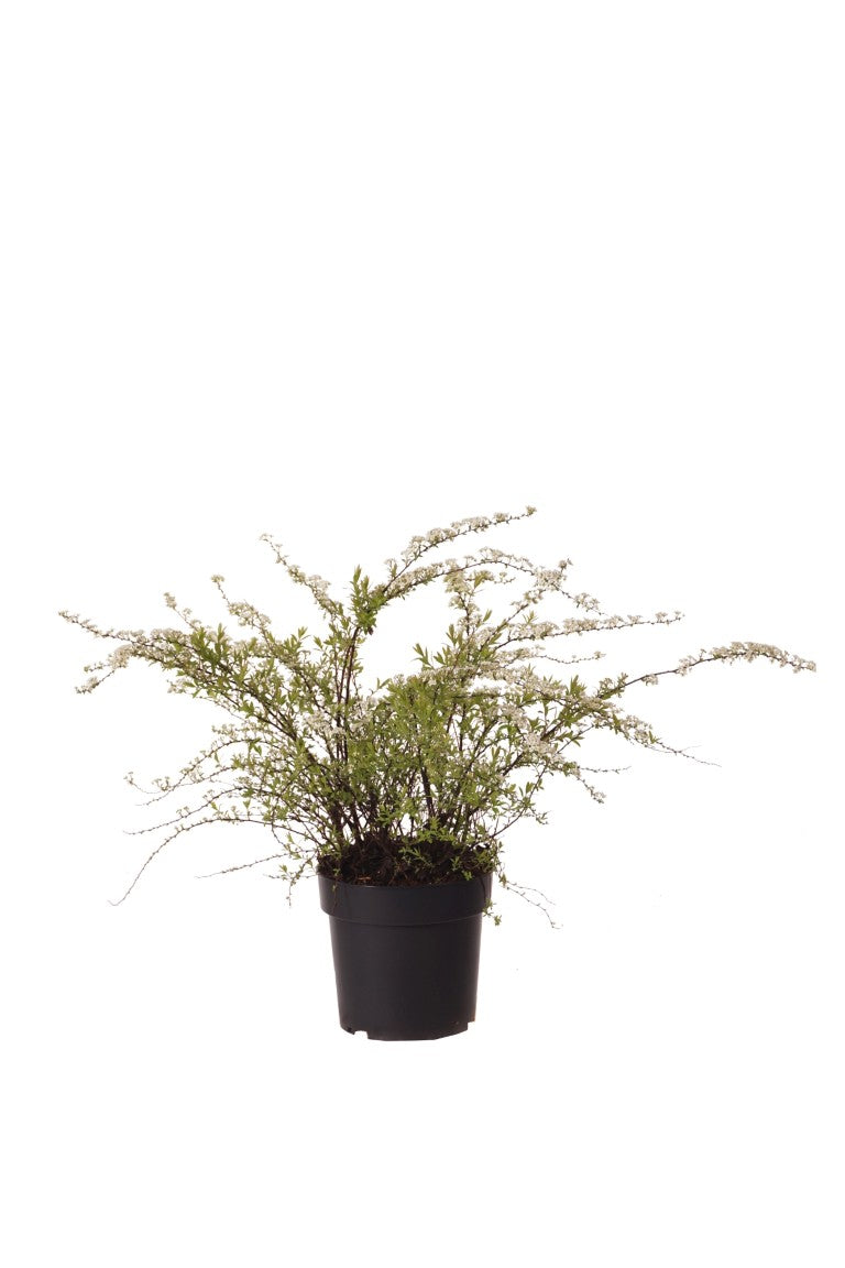 Spiraea cinerea &
