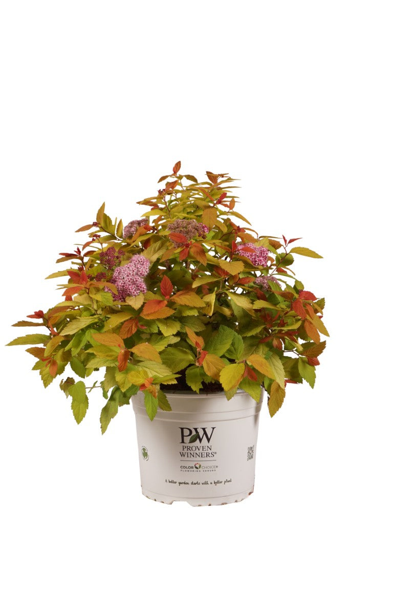 Spiraea jap. &