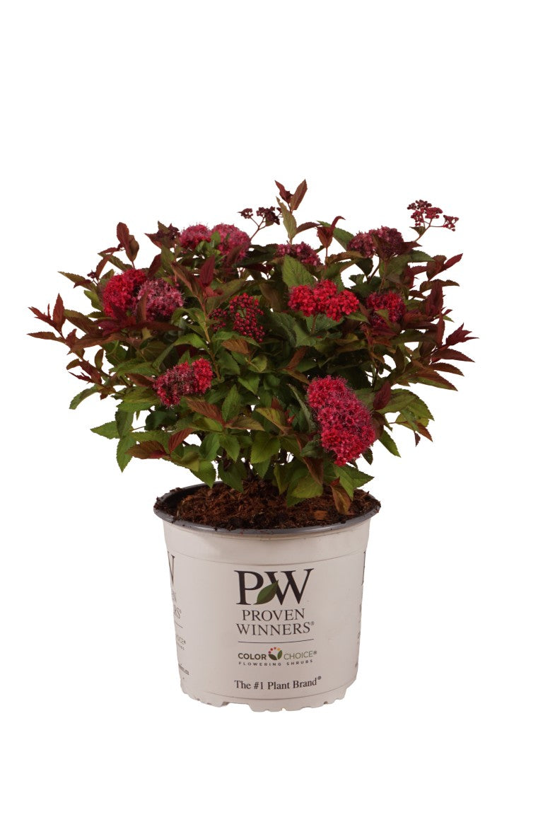 Spiraea jap. &