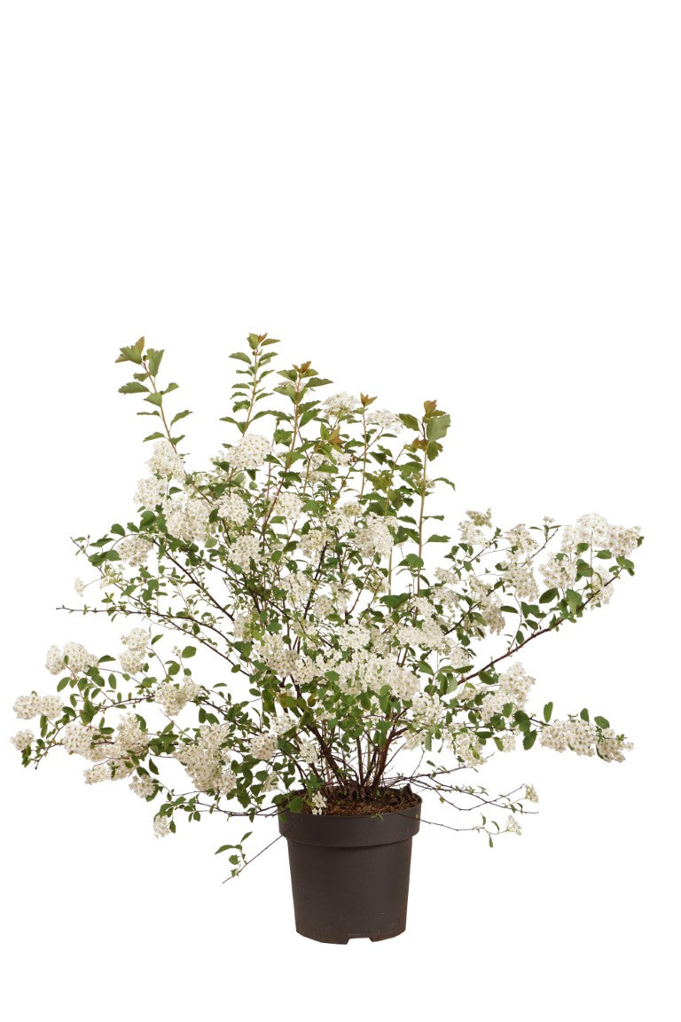 Spiraea vanhouttei - C3/P19 30-40 CM