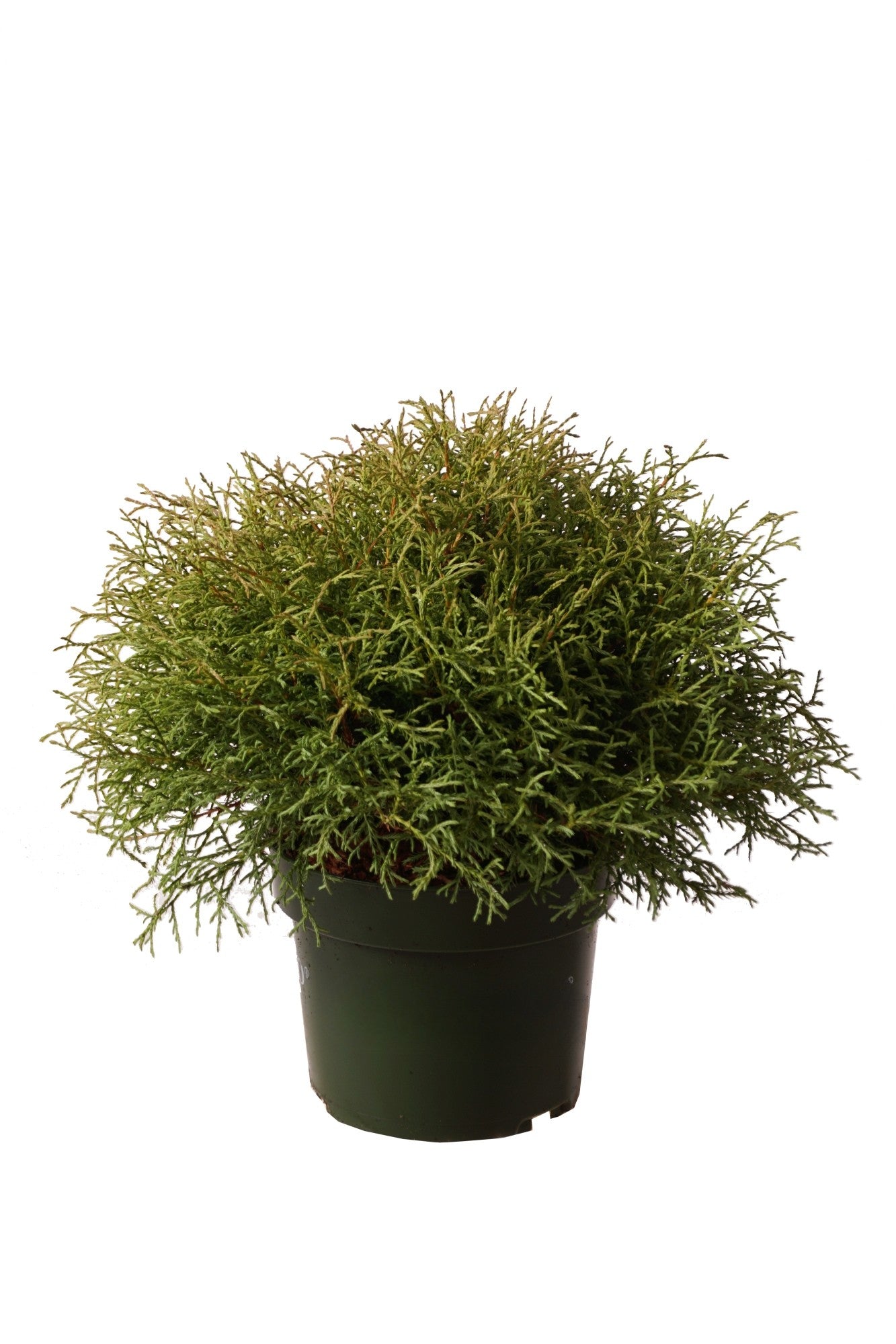 Thuja occ. &