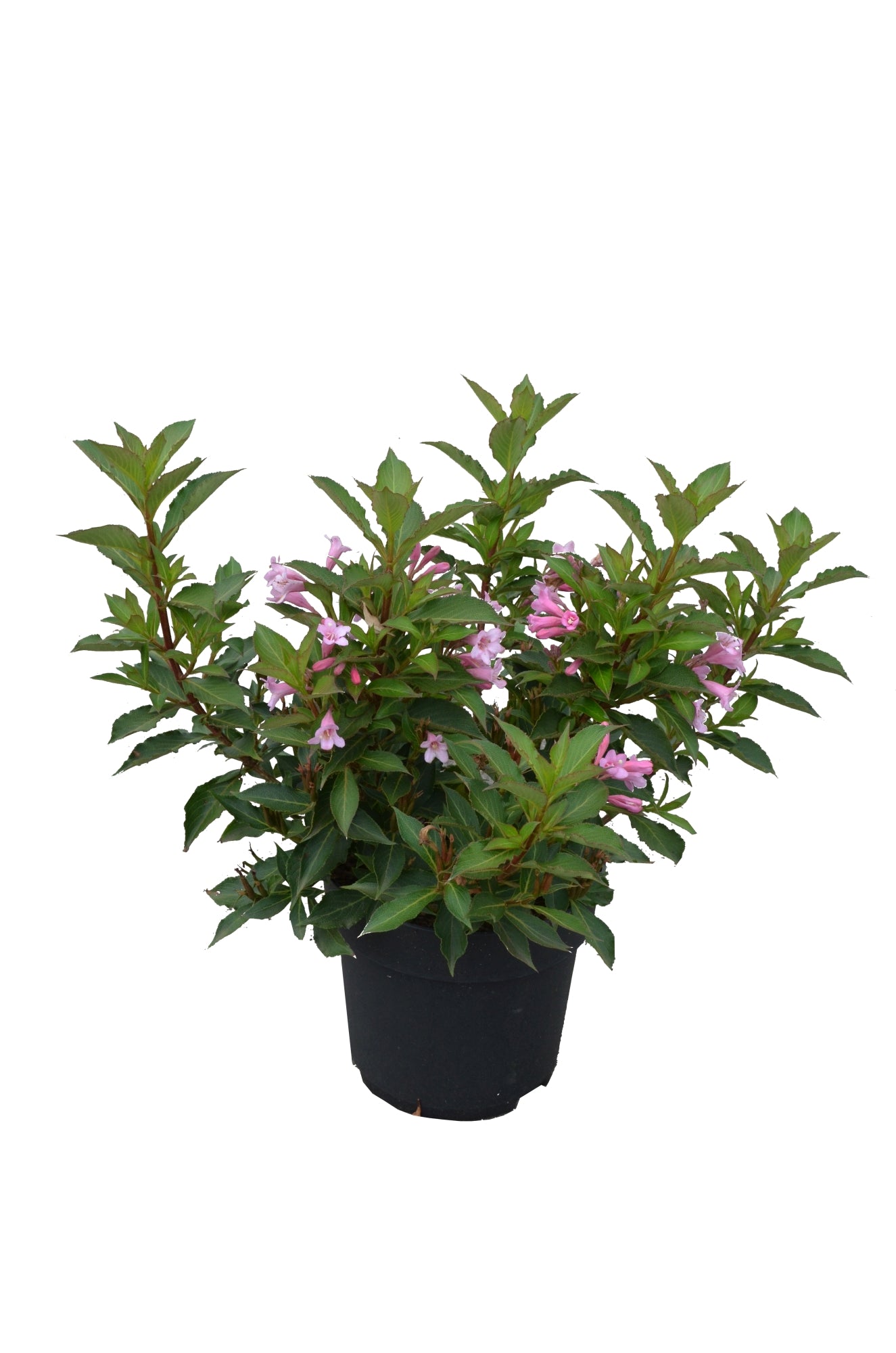 Prakttry florida Pink Poppet - C5/P23 40-50 CM