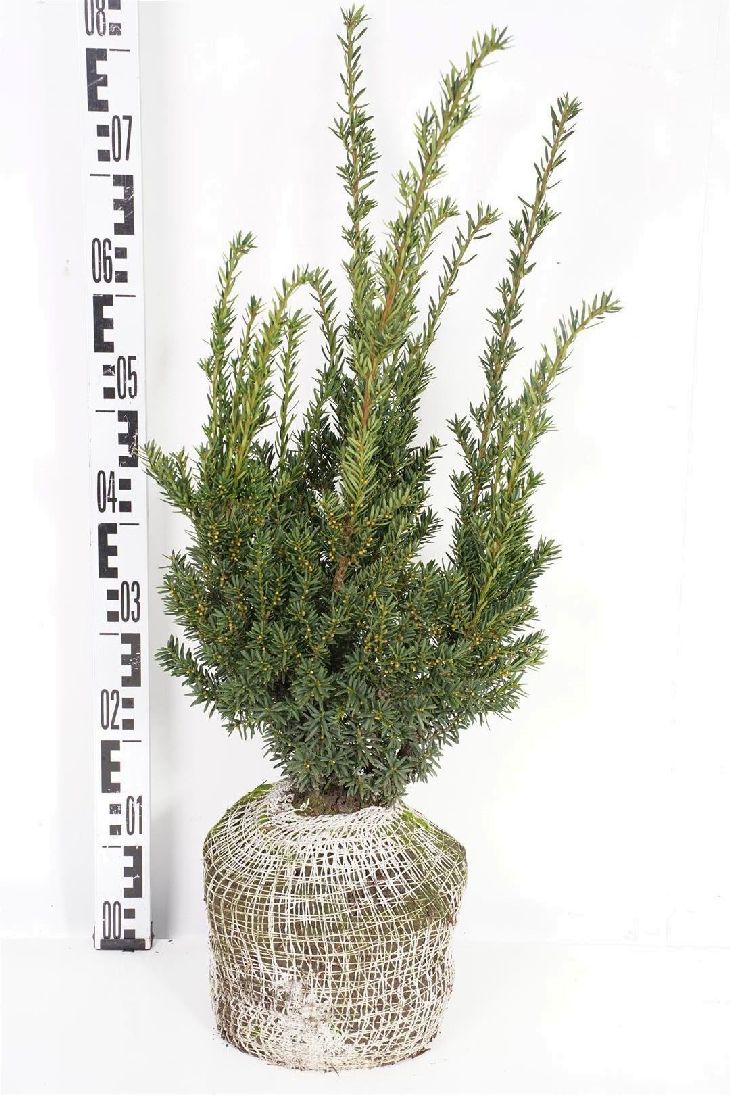 Idegran cuspidata nana - 40-50 CM RB