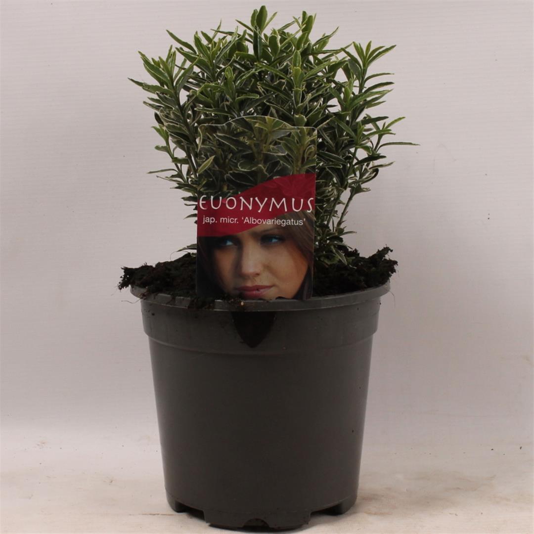 Euonymus jap. &