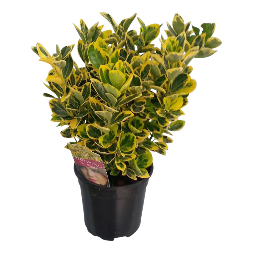 Euonymus jap. &