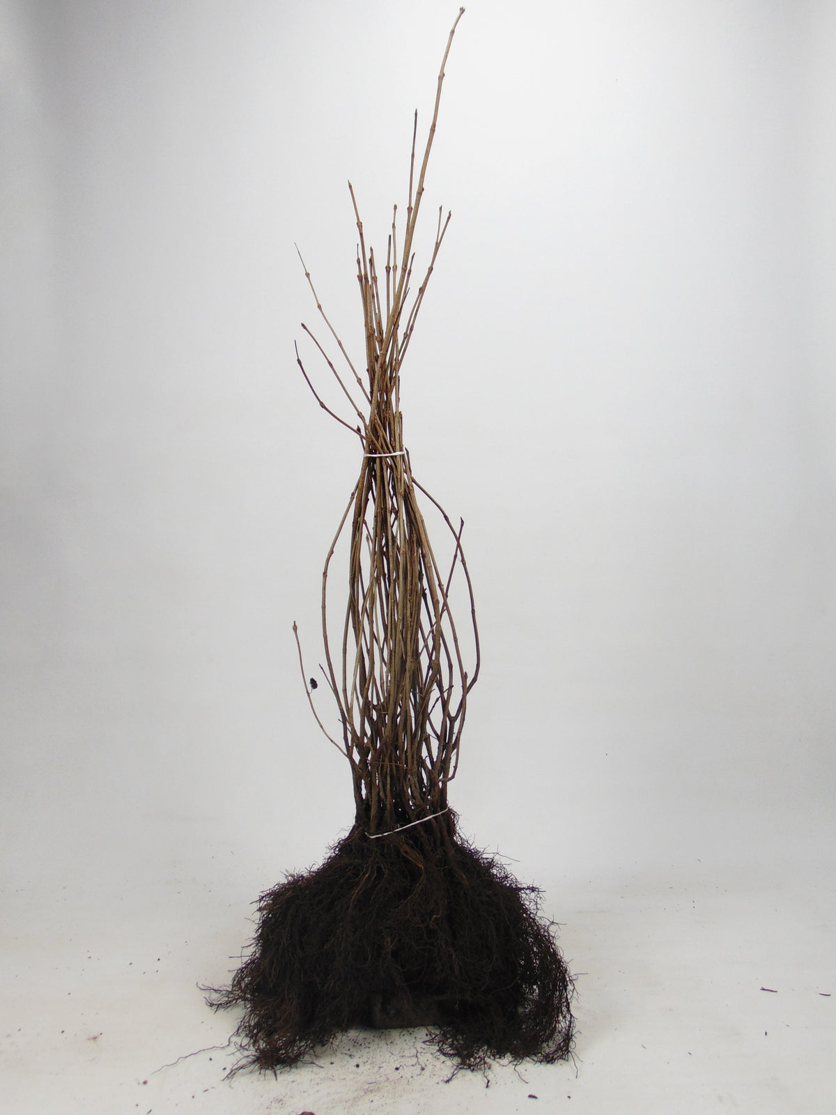 Bok ; 60-80 cm 2,5 L kruka