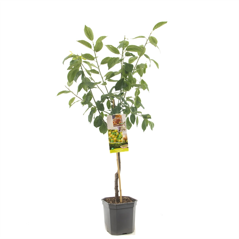 Prunus dom. &