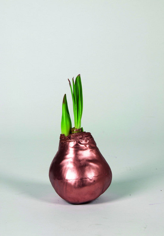 Amaryllis &