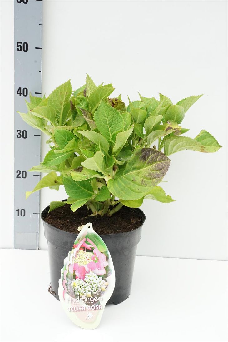 Hortensia m. &