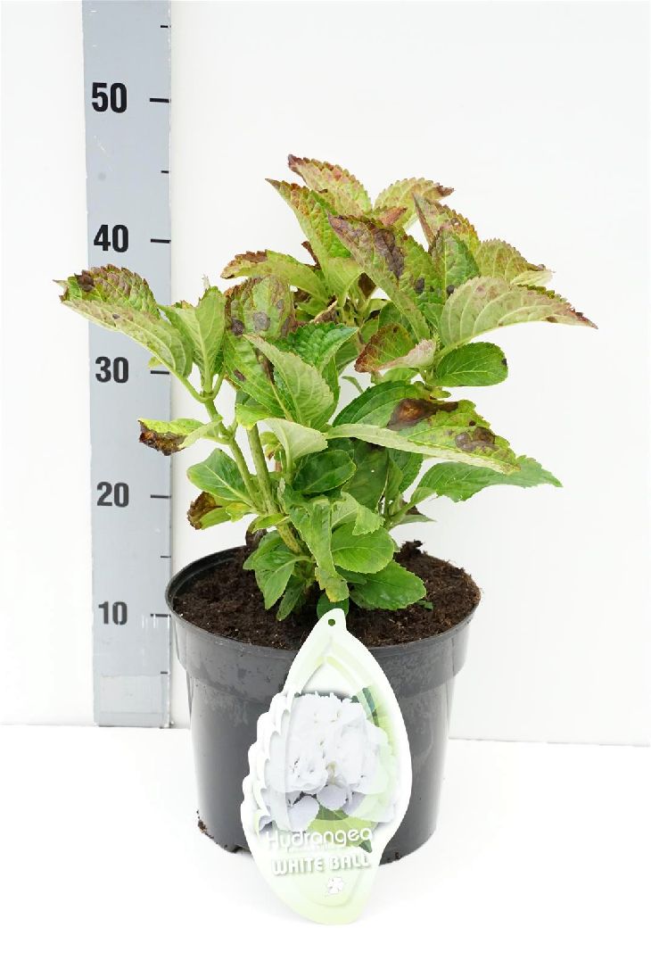 Hortensia m. &