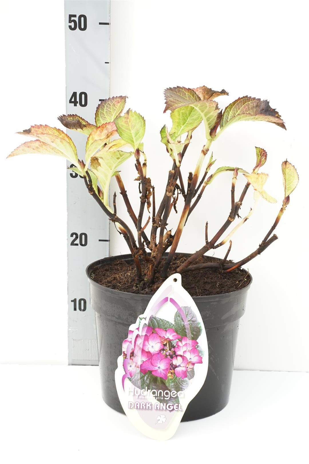 Hortensia m. &