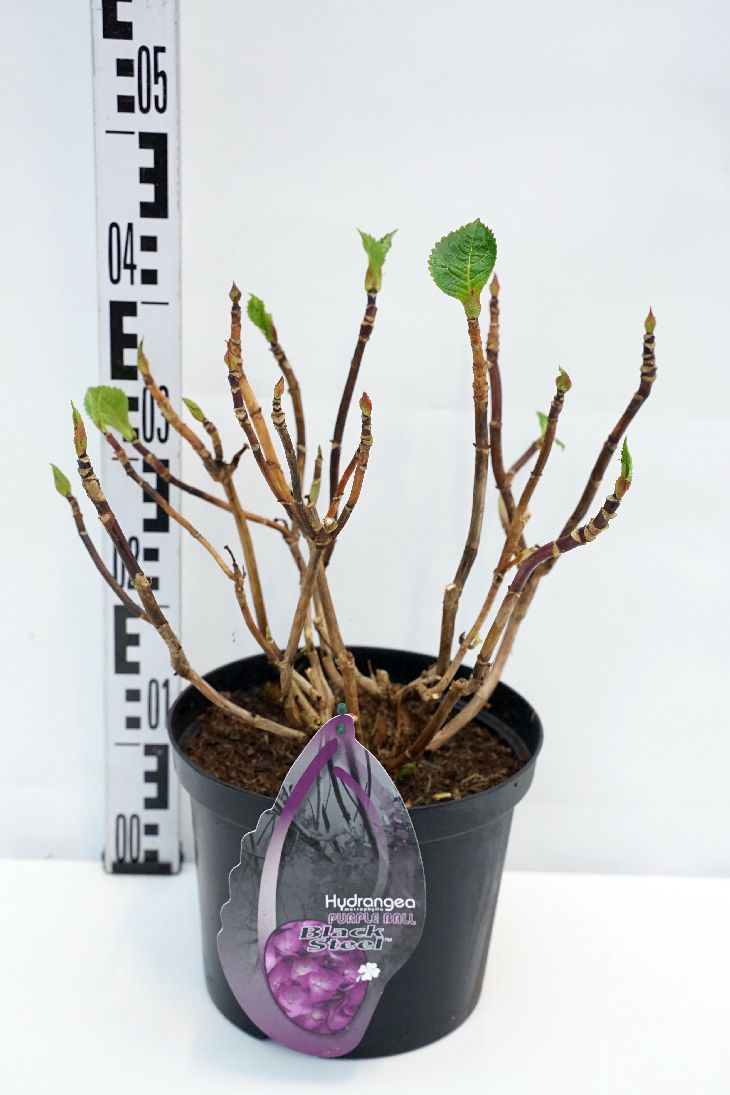 Hortensia m. &
