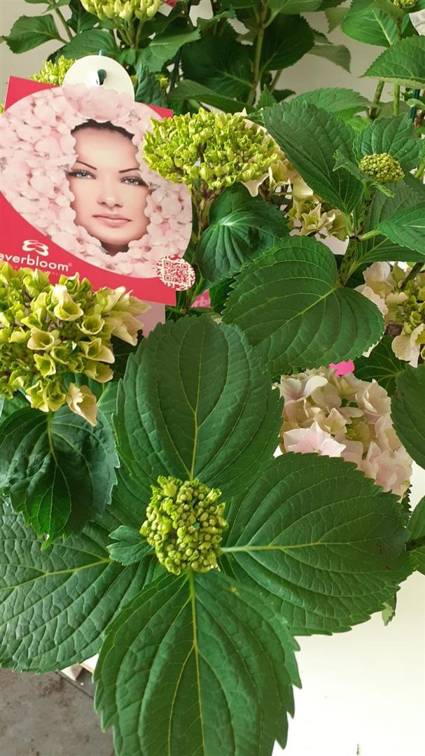 Hortensia m. &