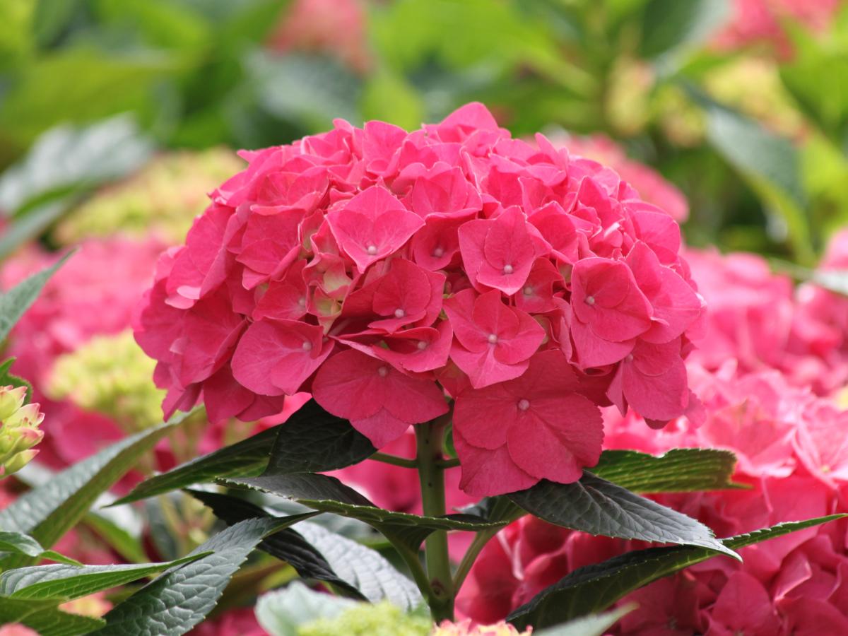 Hortensia m.&