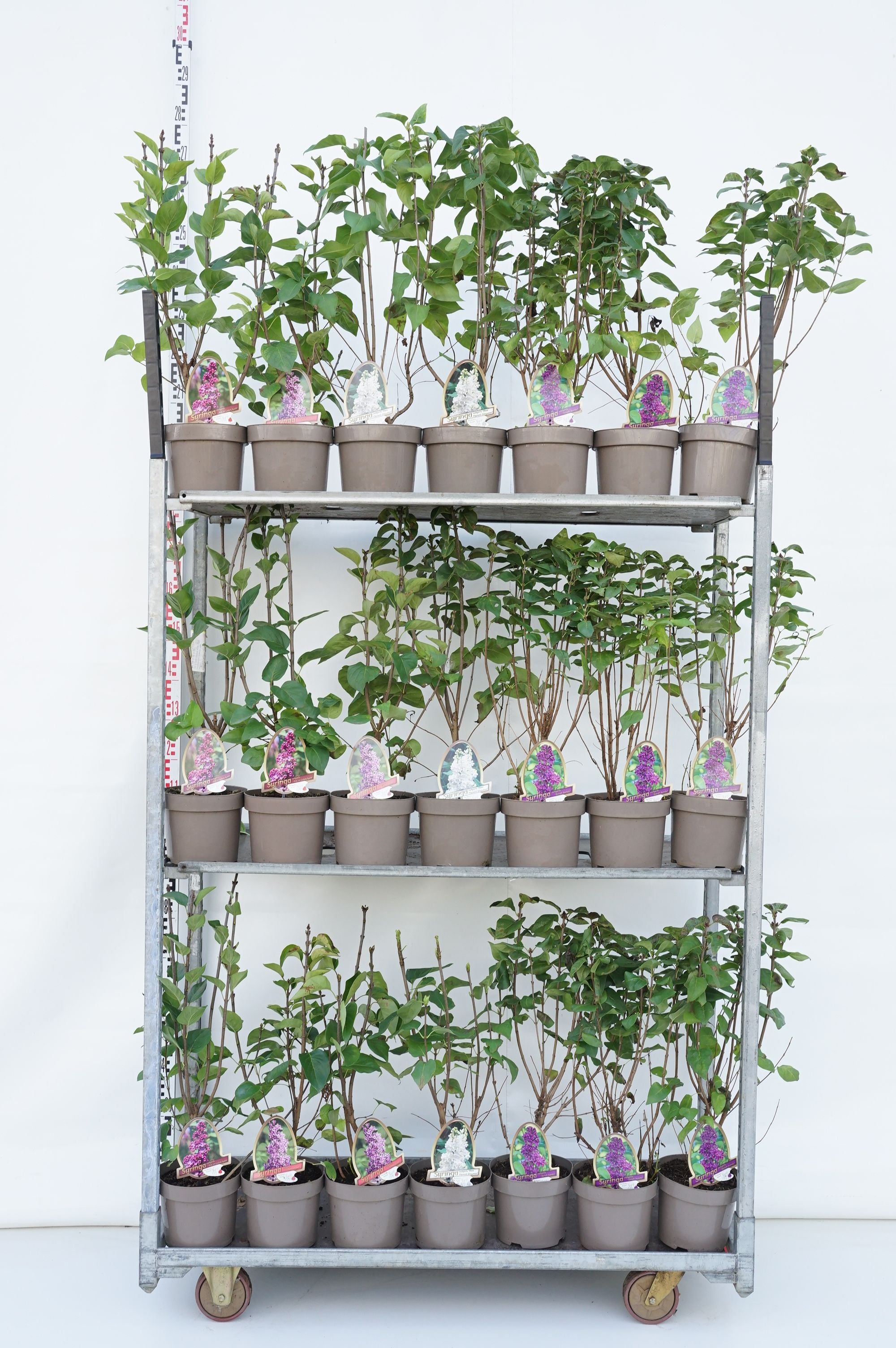 Syren vulgaris in cultivars - C3,5/P20 50-60 CM