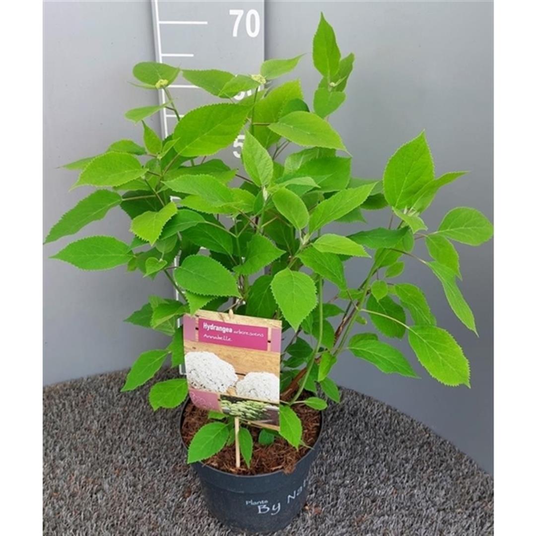 Hortensia arborescens in cultivars - C5/P23 40-50 CM