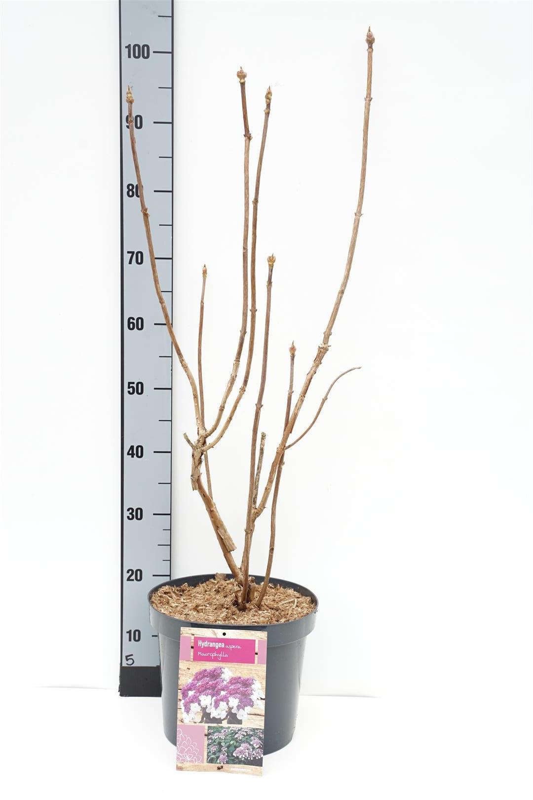 Hortensia asp. &