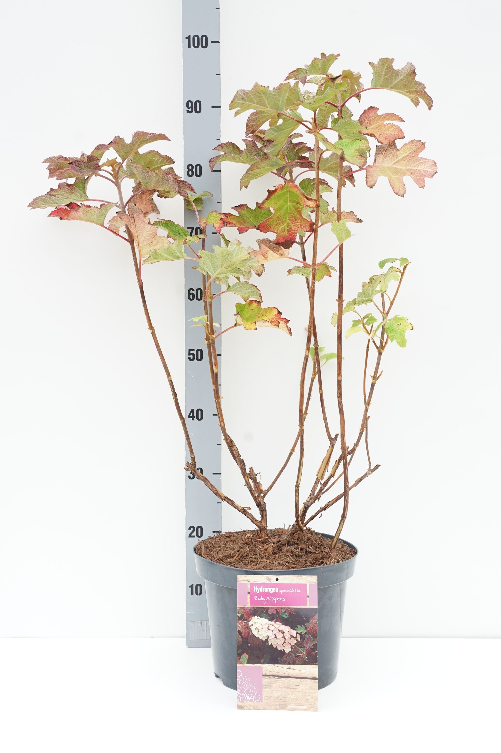 Hydrangea querc. &