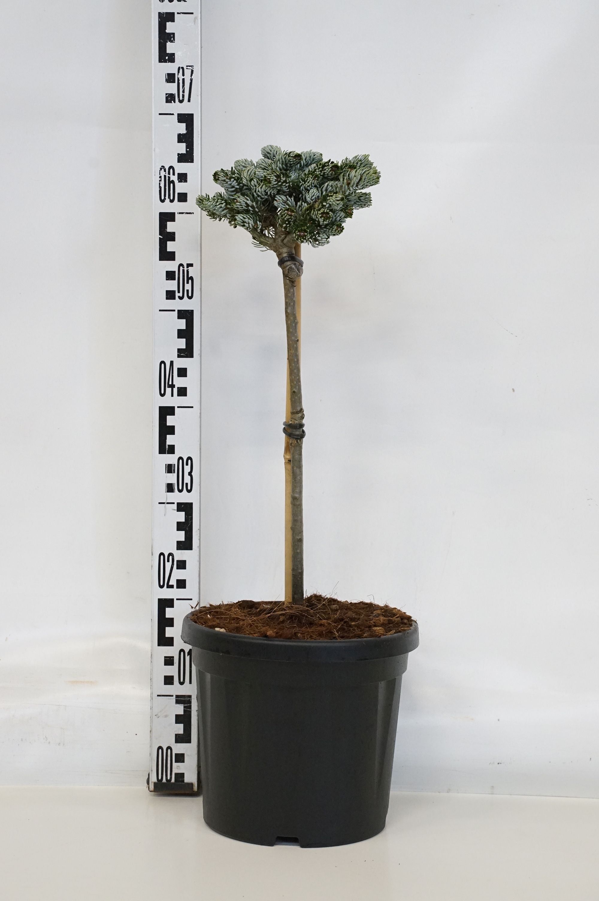 Silvergran koreana &