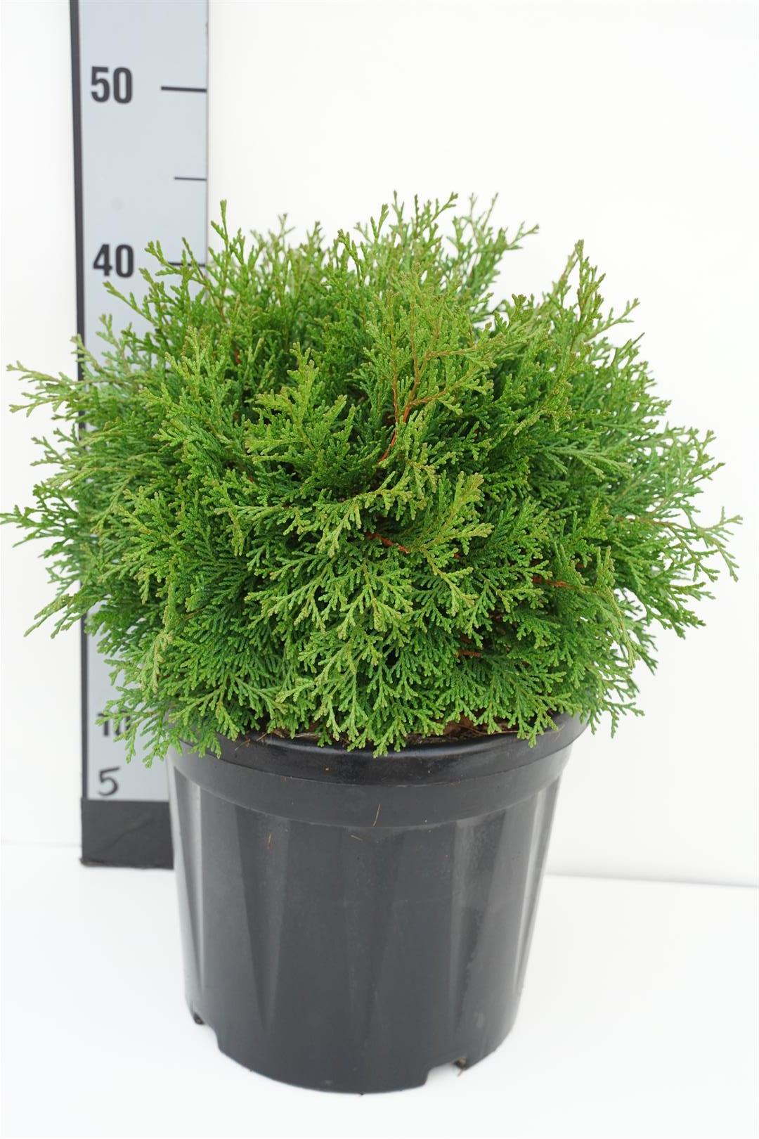 Ädelcypress o. &