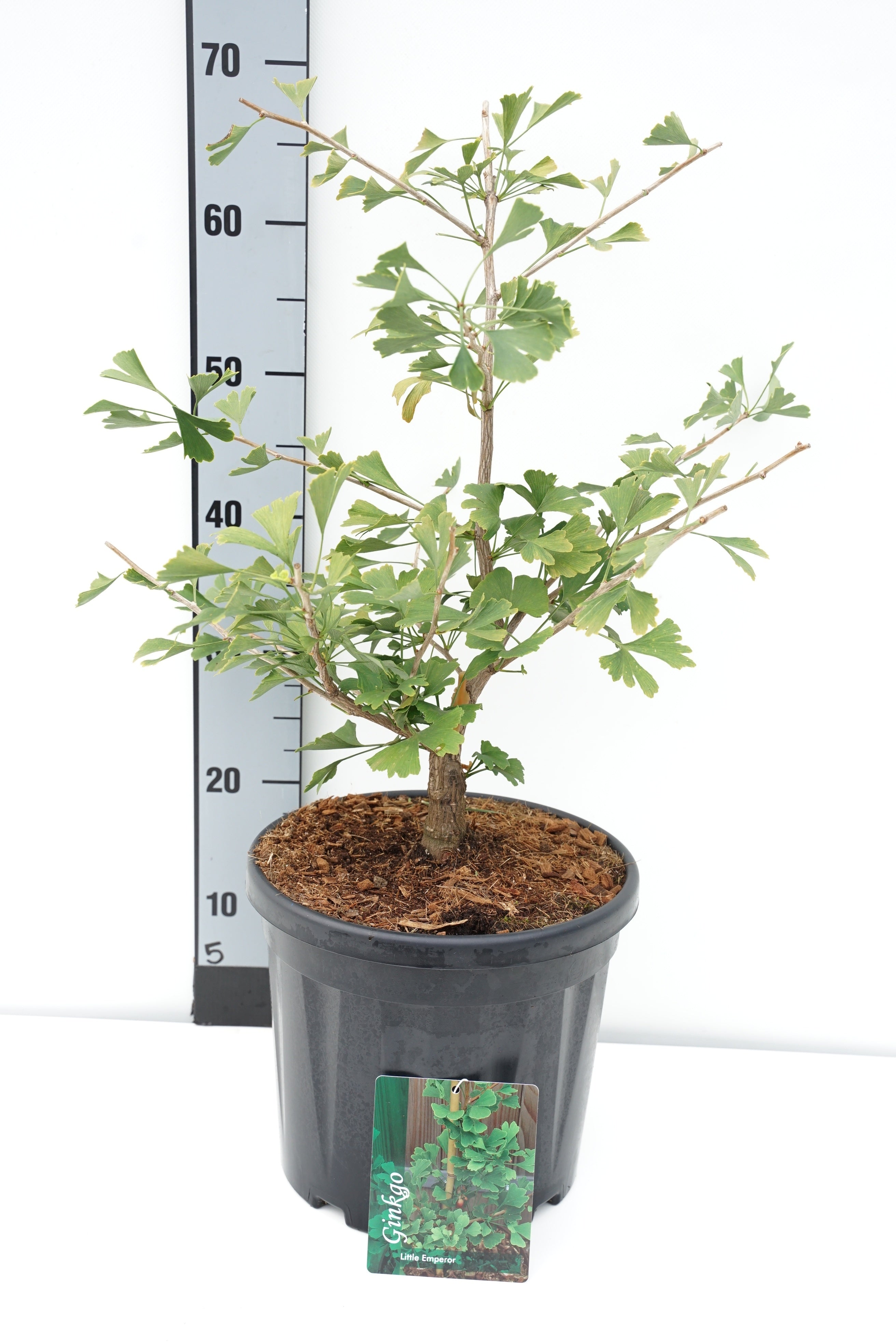 Ginkgo biloba &