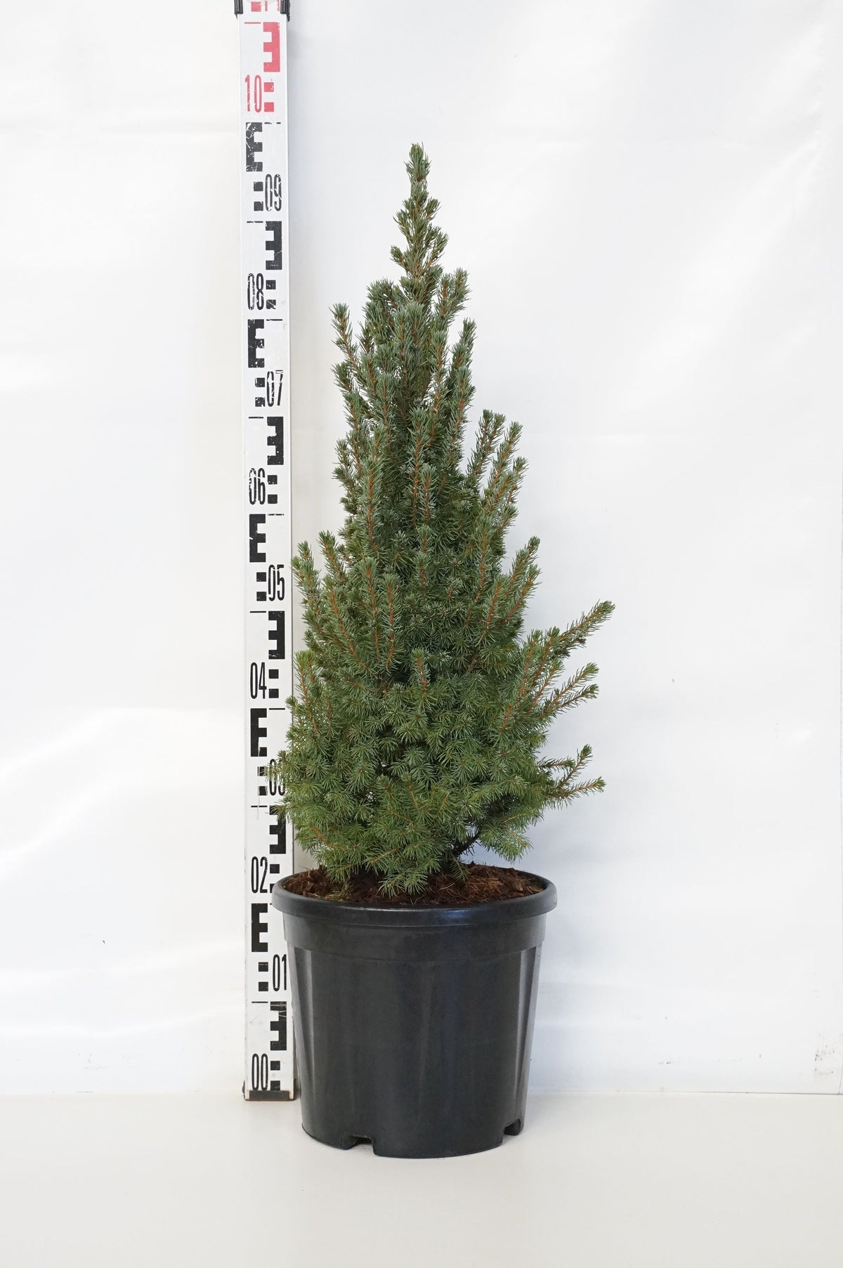 Picea glauca &