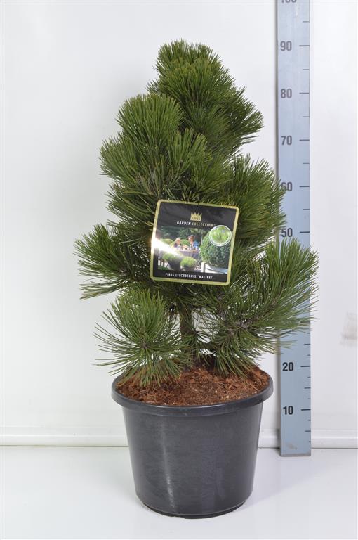 Tall leuc. &