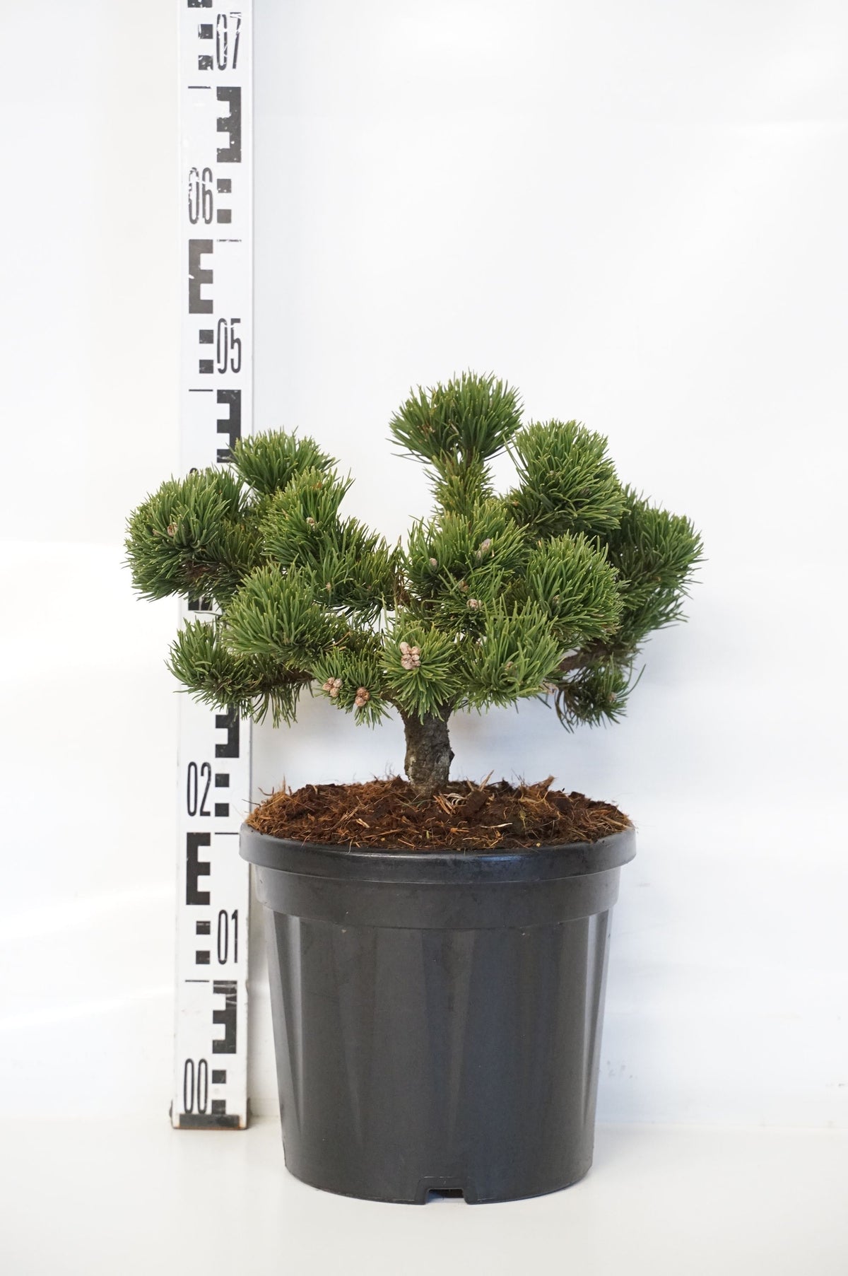 Pinus mugo &