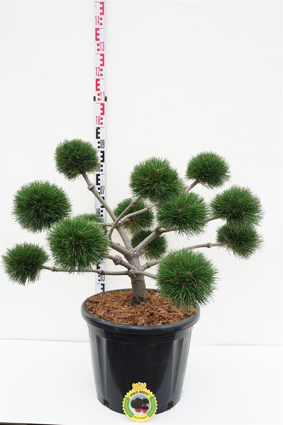 Pinus nigra &