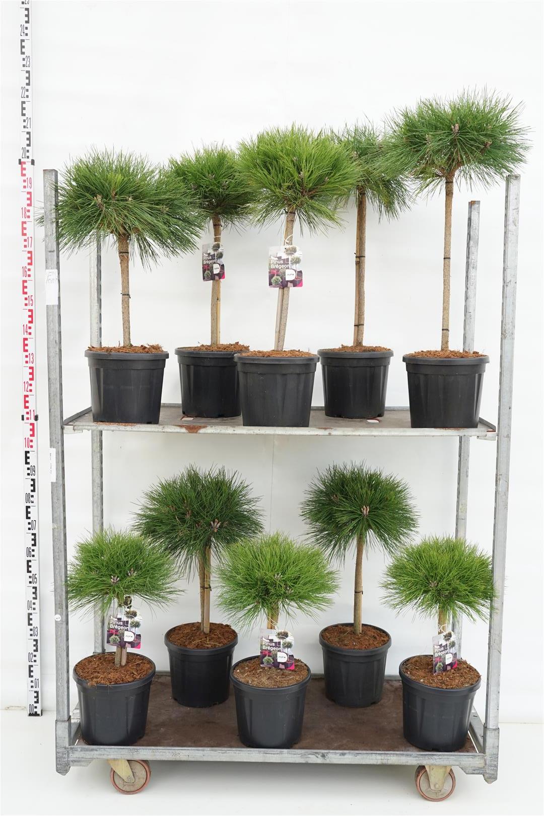 Tall in cultivars - MIX CC