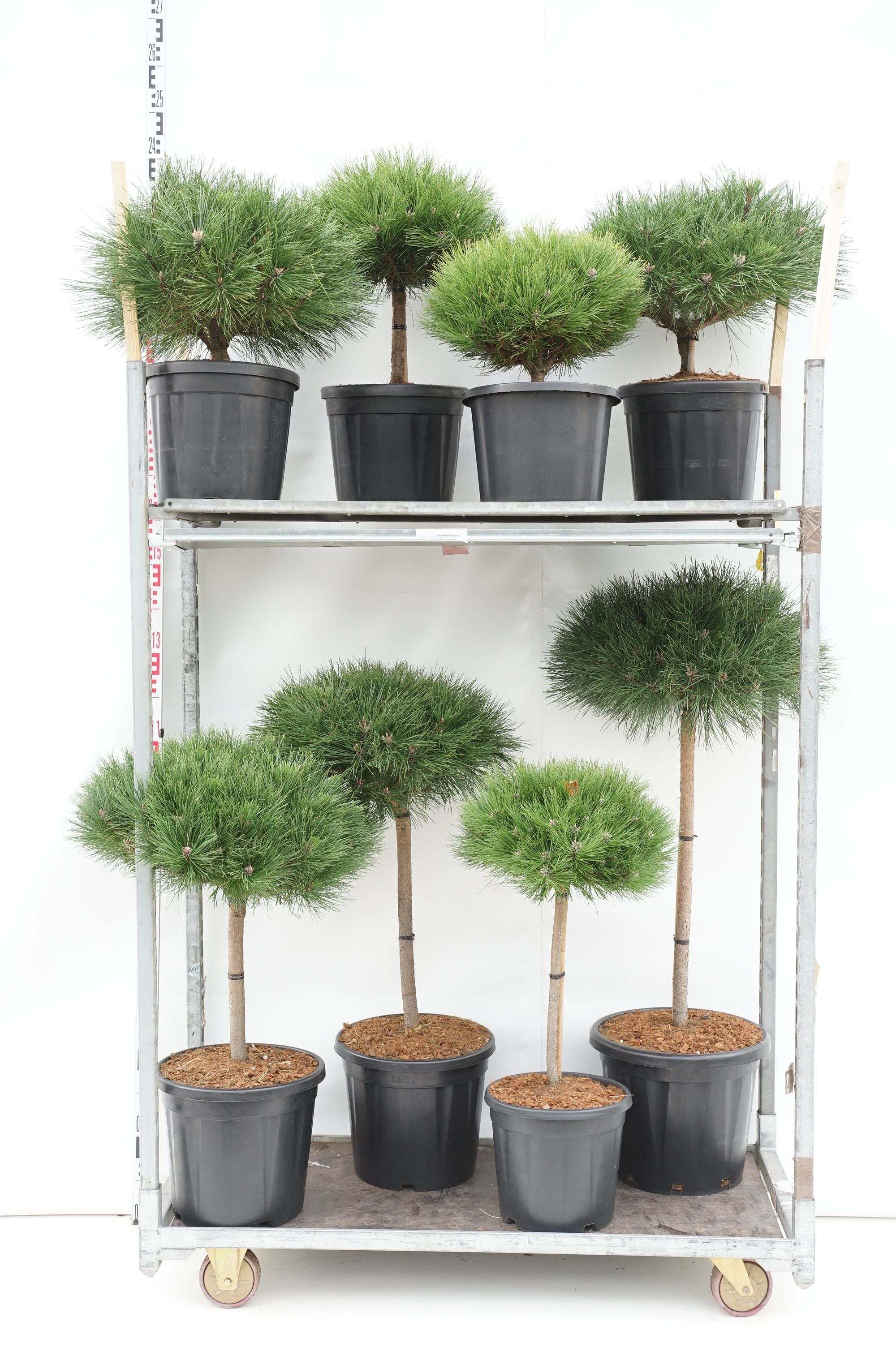 Tall in cultivars - MIX CC STEMS