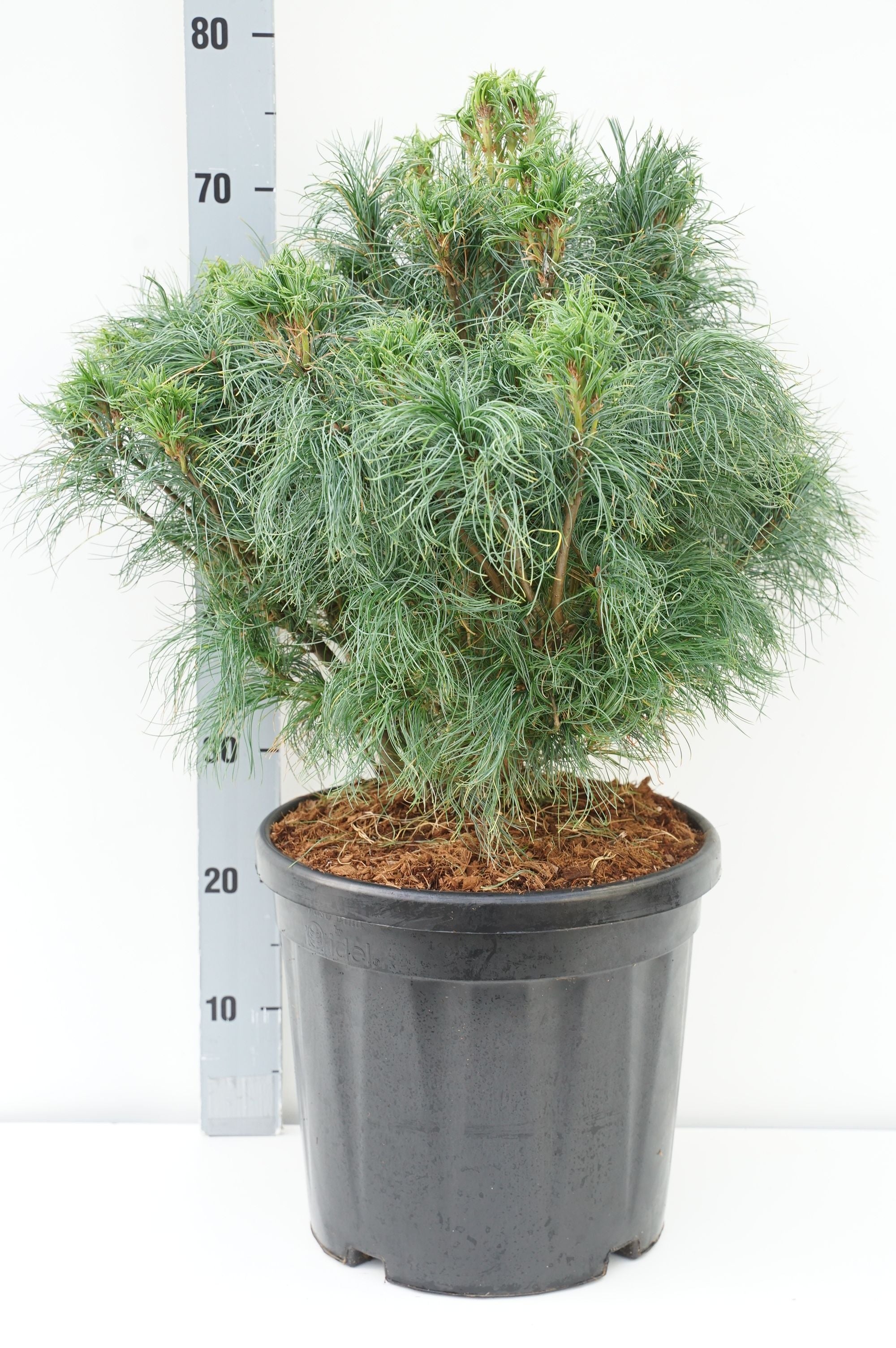 Pinus strobus &