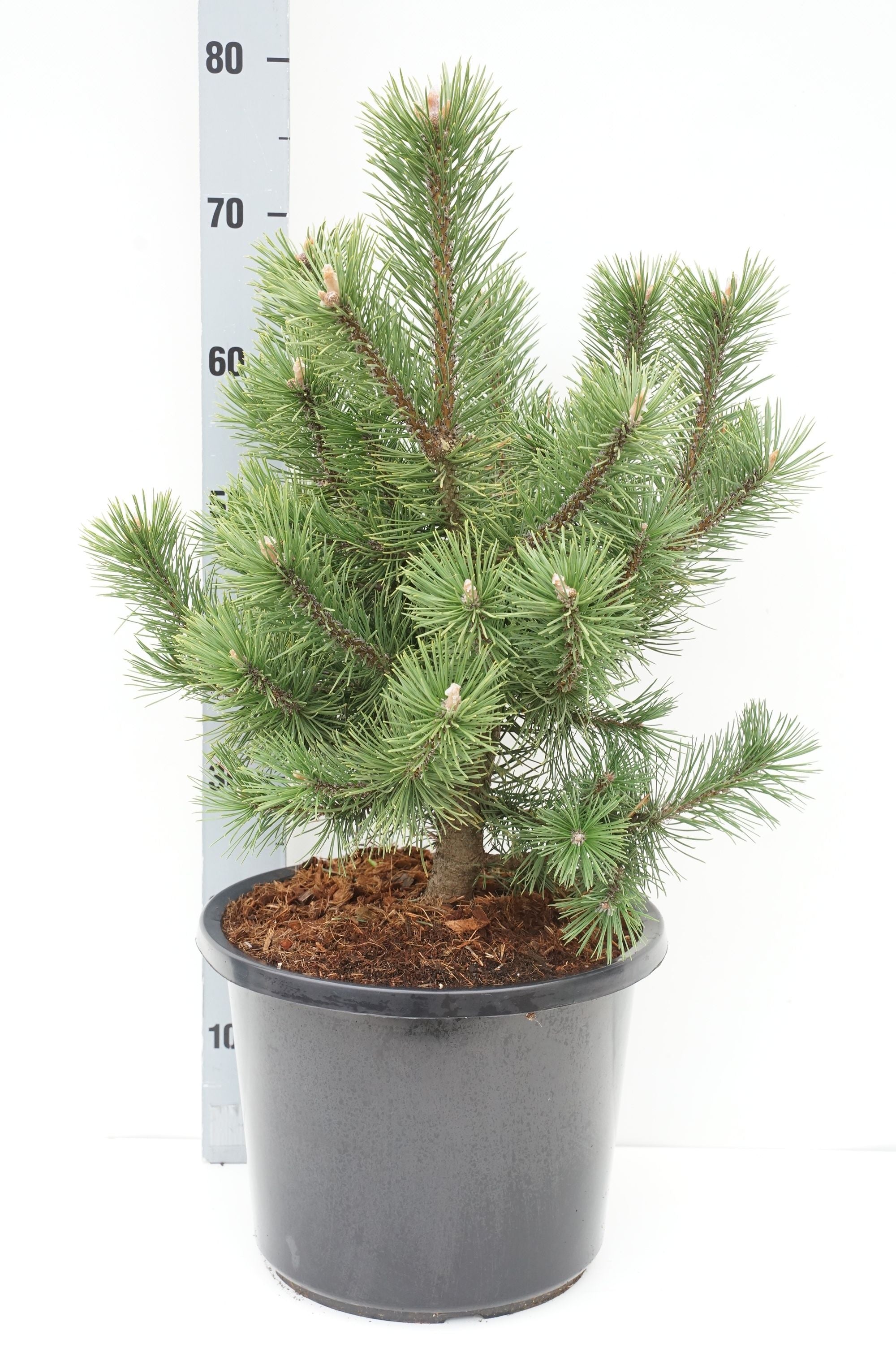 Tall uncinata &
