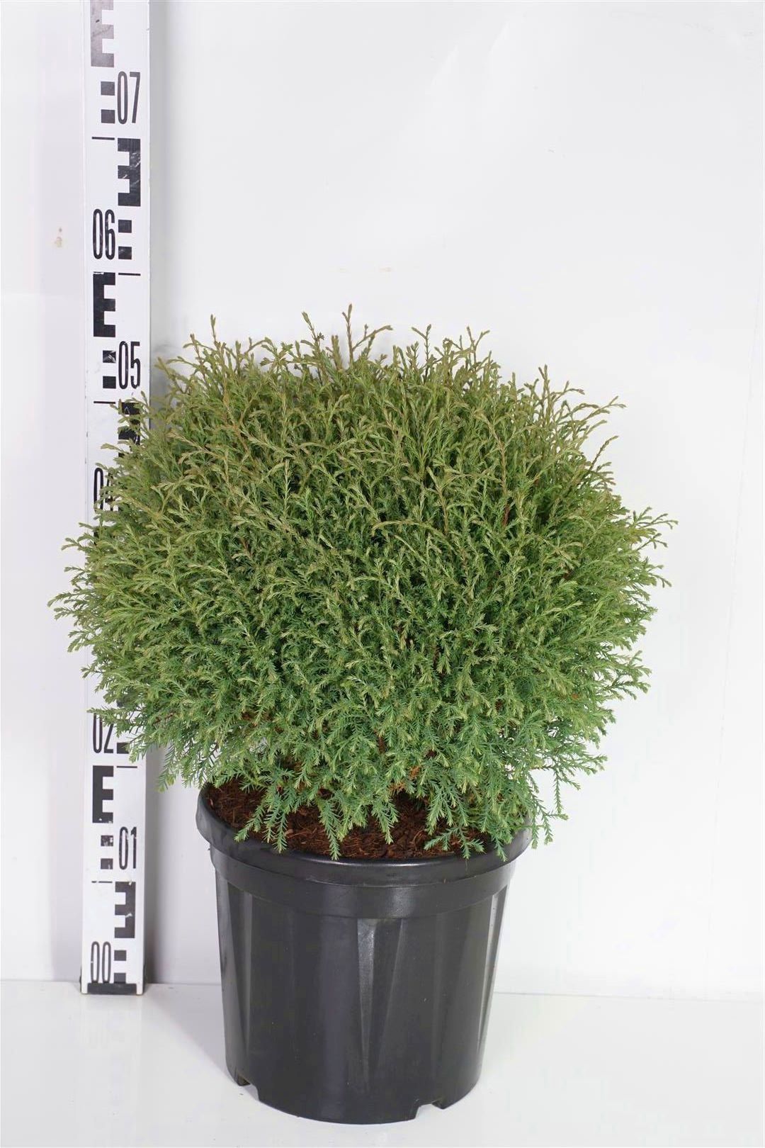 Thuja occ. &